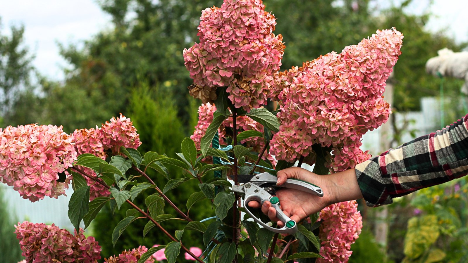 A gardener uses pruning shears to trim large, cone-shaped hydrangea inflorescences with pink flowers blooming above lush green foliage in the garden.