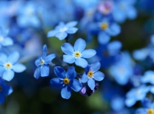 Clusters of small, five-petaled true blue flowers with bright yellow centers in soft focus.