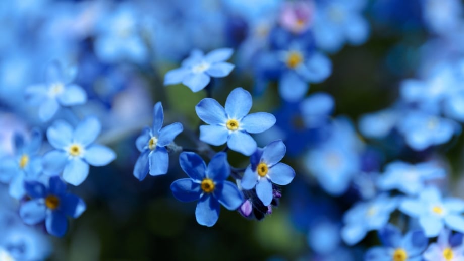 Clusters of small, five-petaled true blue flowers with bright yellow centers in soft focus.