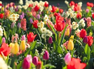 Blooming tulips, daffodils, and hyacinths grow together as colorful companions, with vibrant petals and lush green foliage creating a lively spring display.