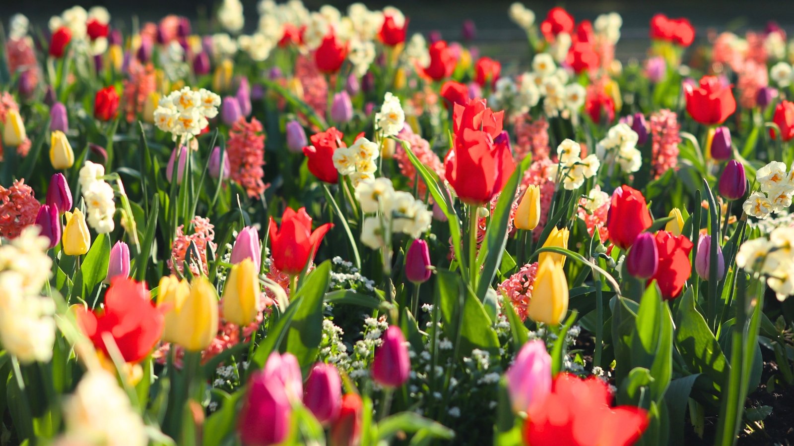 The 15 Best Companion Plants for Tulips and Daffodils