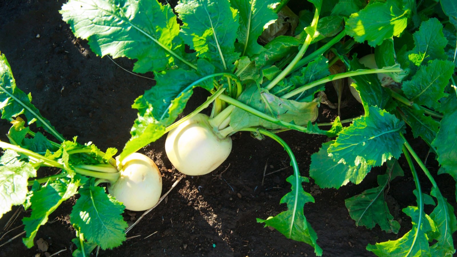 Two rounded, white root vegetables are partially visible above dark soil, crowned by large, deep green, ruffled leaves.