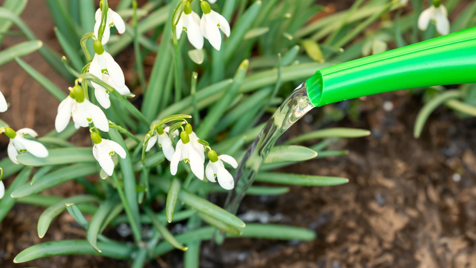 Slender green stems of blooming snowdrop flowers are showered with water from a green watering can, their delicate white blooms glistening in the sunlight.
