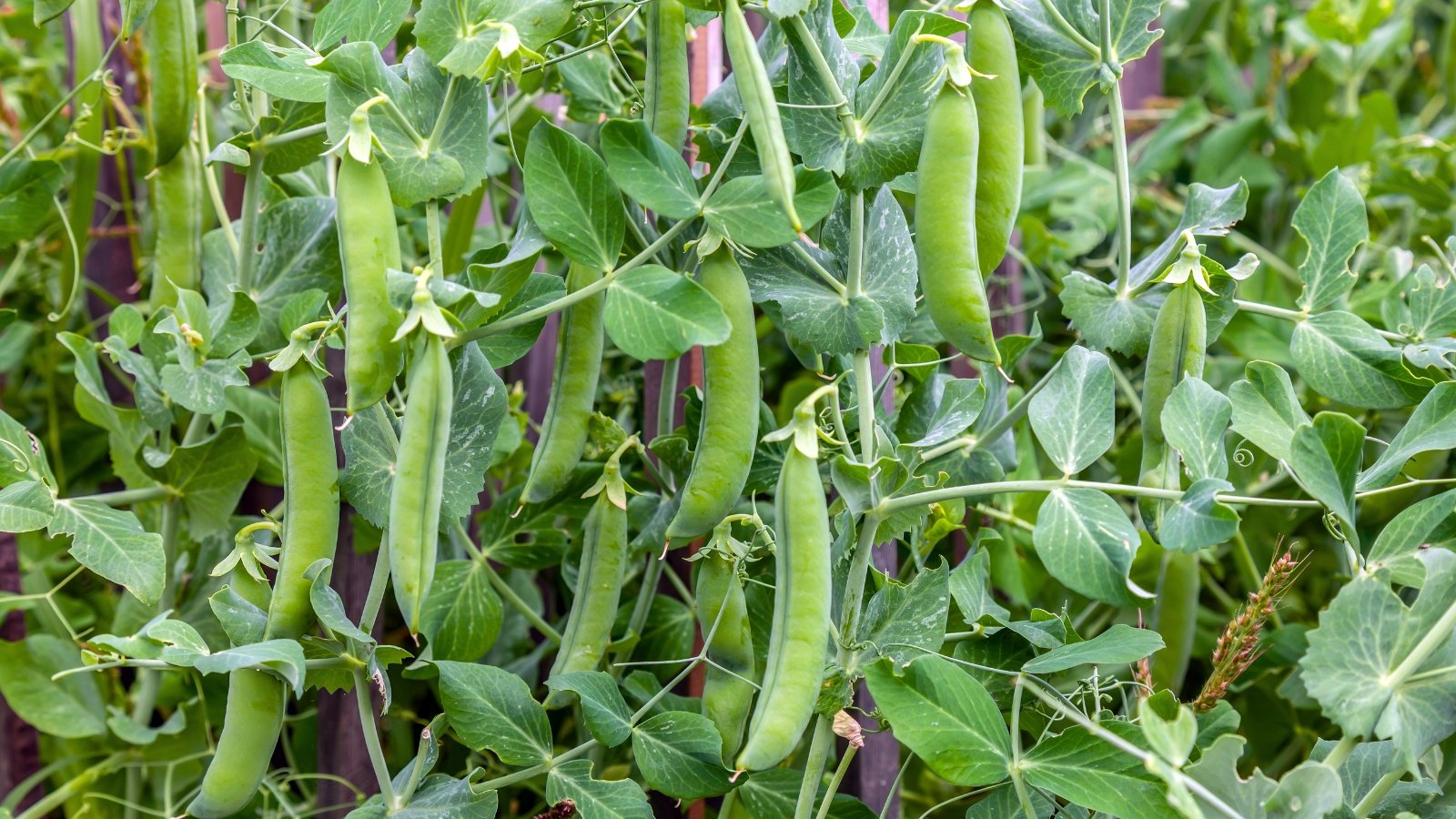 Numerous bright green, plump pods hang vertically from a climbing vine, interspersed with light green, rounded leaves and tendrils.