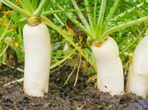 Three smooth white roots with green tops are growing in dark soil, showing one of the common winter radish varieties.
