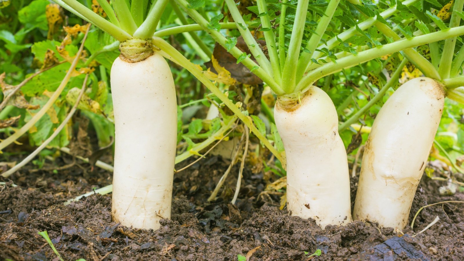 7 Winter Radish Varieties We’re Planting Now