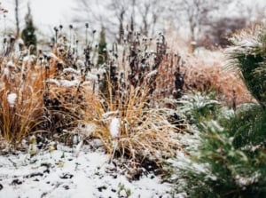 Snowy winter garden with an evergreen pine tree growing beside ornamental grasses and perennials, highlighting common winterization mistakes.