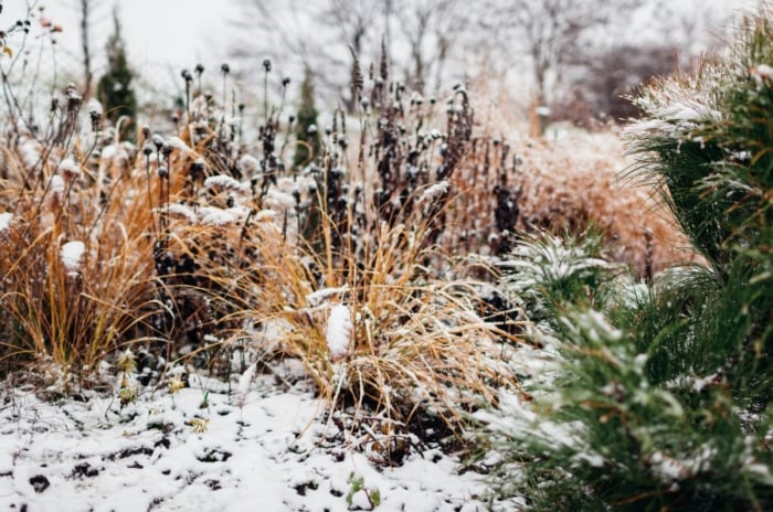 Snowy winter garden with an evergreen pine tree growing beside ornamental grasses and perennials, highlighting common winterization mistakes.