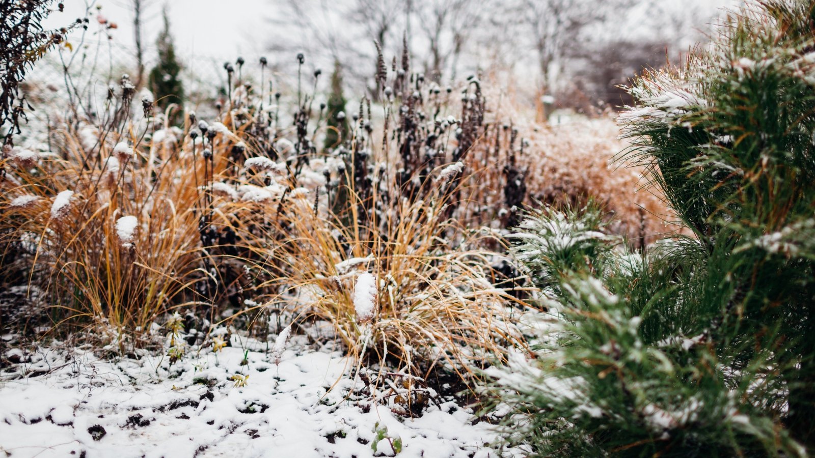 Common Winterization Mistakes That Damage Your Garden Beds Common Winterization Mistakes That Damage Your Garden Beds
