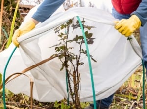 Gardener in yellow gloves draping a white cloth over a rose bush to protect it from frost and winterize the garden bed.