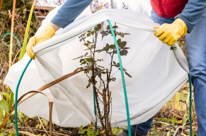 Gardener in yellow gloves draping a white cloth over a rose bush to protect it from frost and winterize the garden bed.