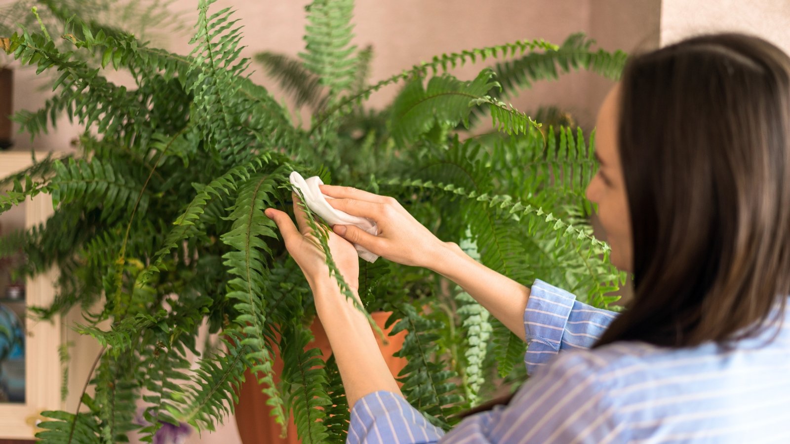 A woman in a blue shirt gently wipes the fern’s arching green fronds with a wet cloth to remove dust.