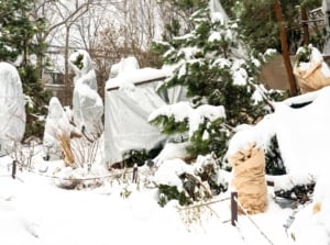 Shrubs and trees wrapped in cloth and burlap for frost protection, standing in a snow-covered winter garden.