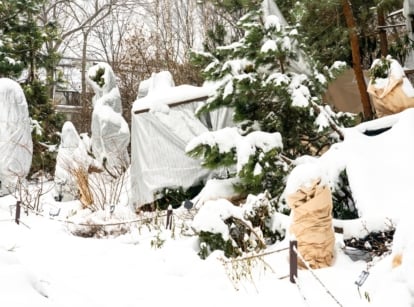 Shrubs and trees wrapped in cloth and burlap for frost protection, standing in a snow-covered winter garden.