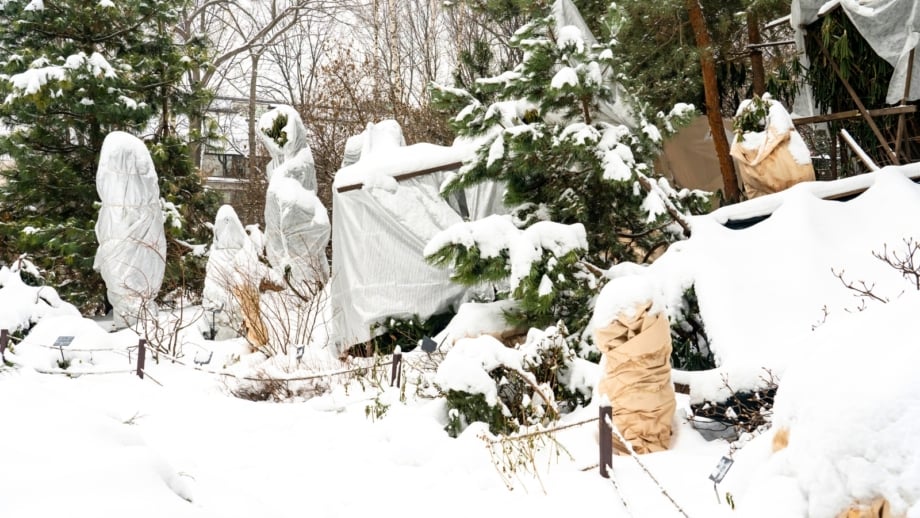 Shrubs and trees wrapped in cloth and burlap for frost protection, standing in a snow-covered winter garden.
