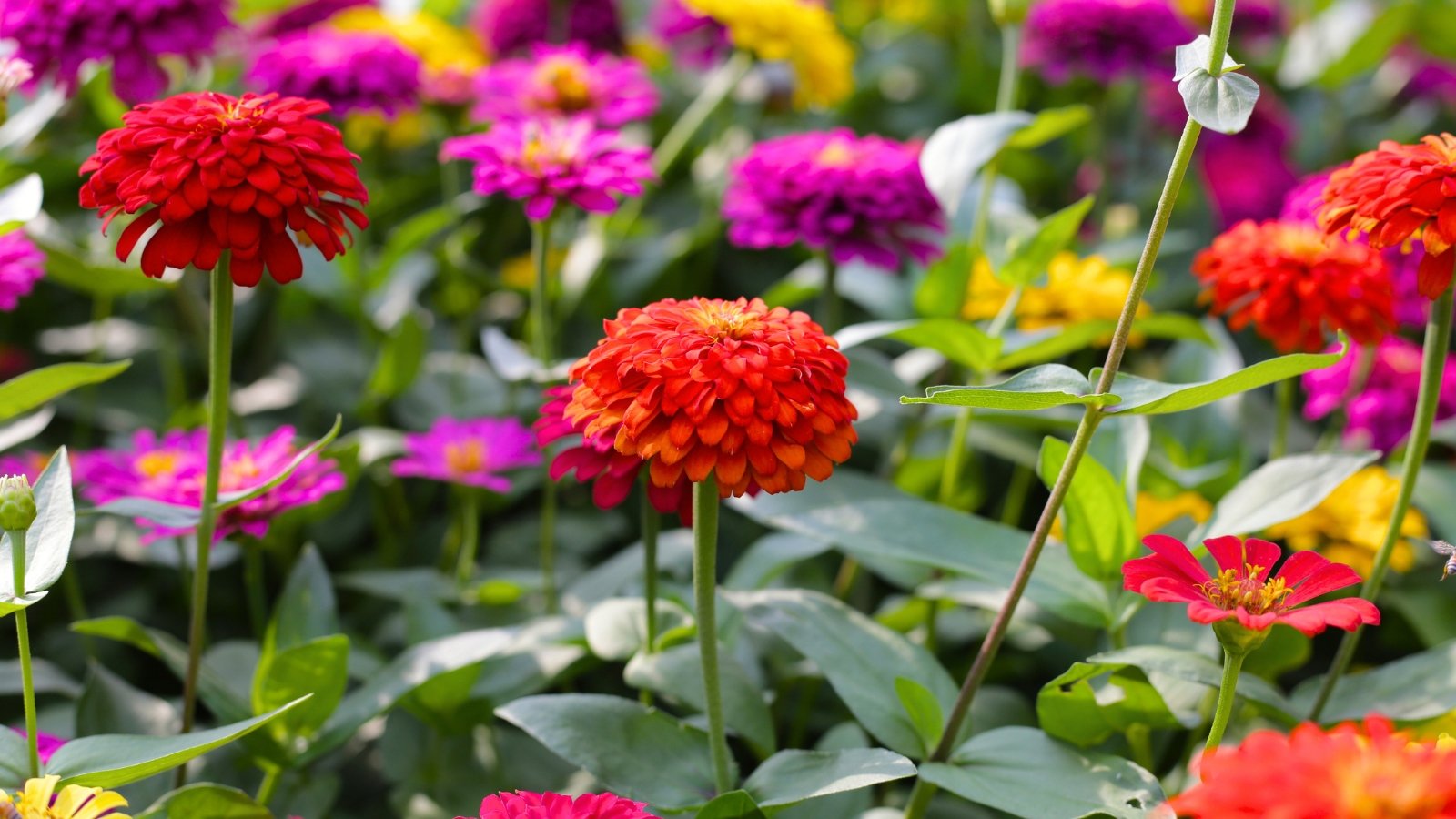 Multicolored zinnias with dense double flowers in shades of pink, red, and yellow bloom vibrantly in a sunlit garden bed surrounded by lush green foliage.