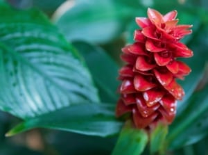 A close-up shot of a bright red colored flower atop a sturdy stem alongside green leaves, showcasing pine cone ginger lighting