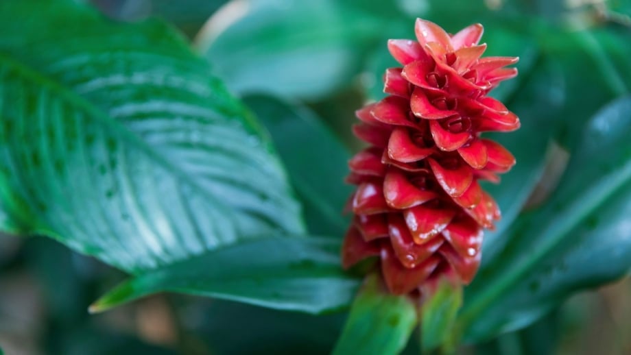 A close-up shot of a bright red colored flower atop a sturdy stem alongside green leaves, showcasing pine cone ginger lighting