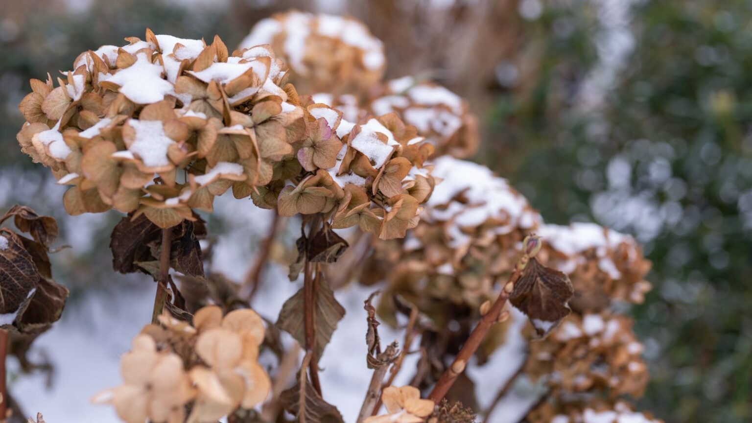 How to Use What's Already in Your Garden to Support Winter Birds