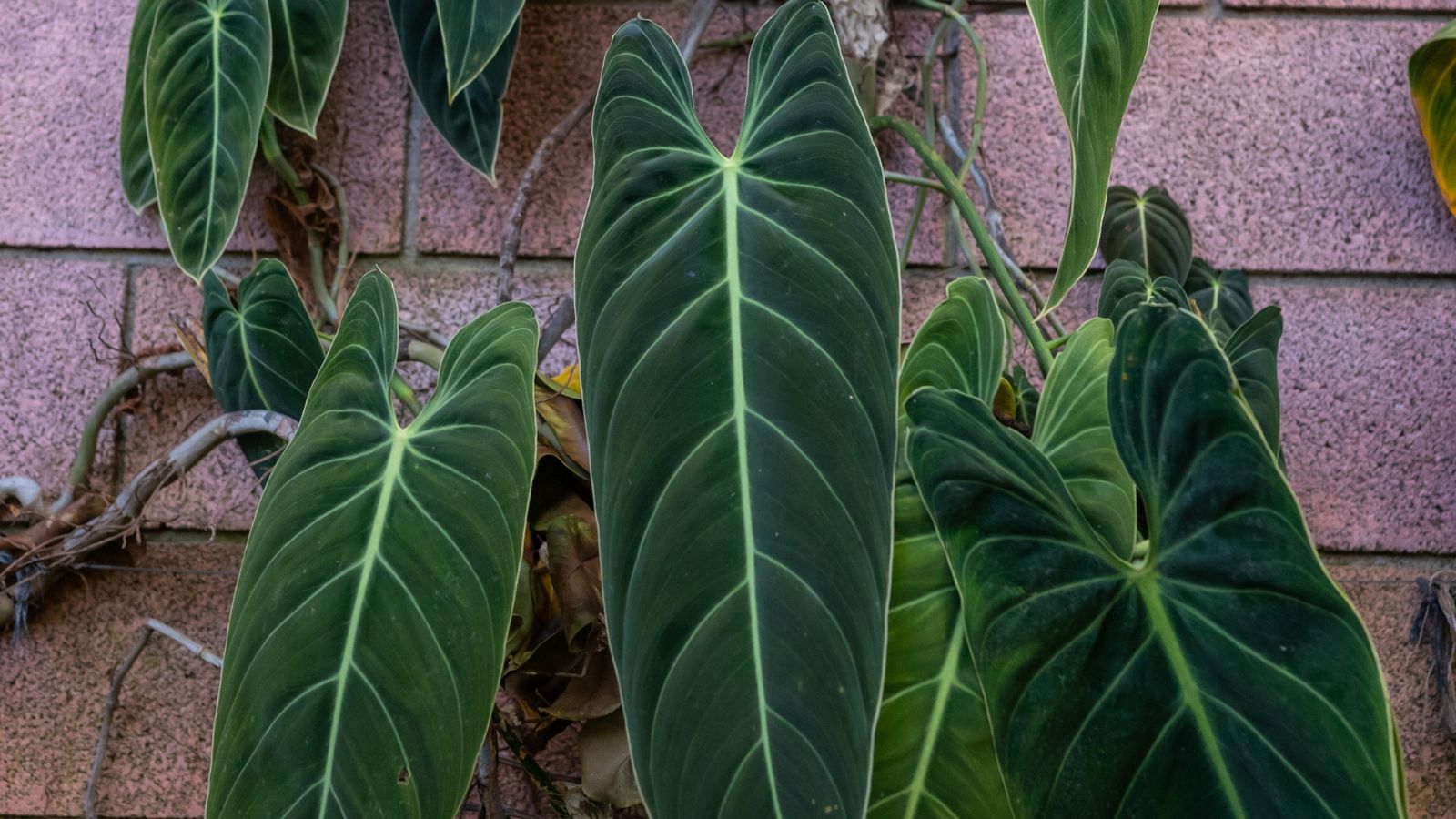 A close-up shot of a composition of long and large, shield-shaped, dark-green colored leaves on a brick surface, placed in a well lit area outdoors