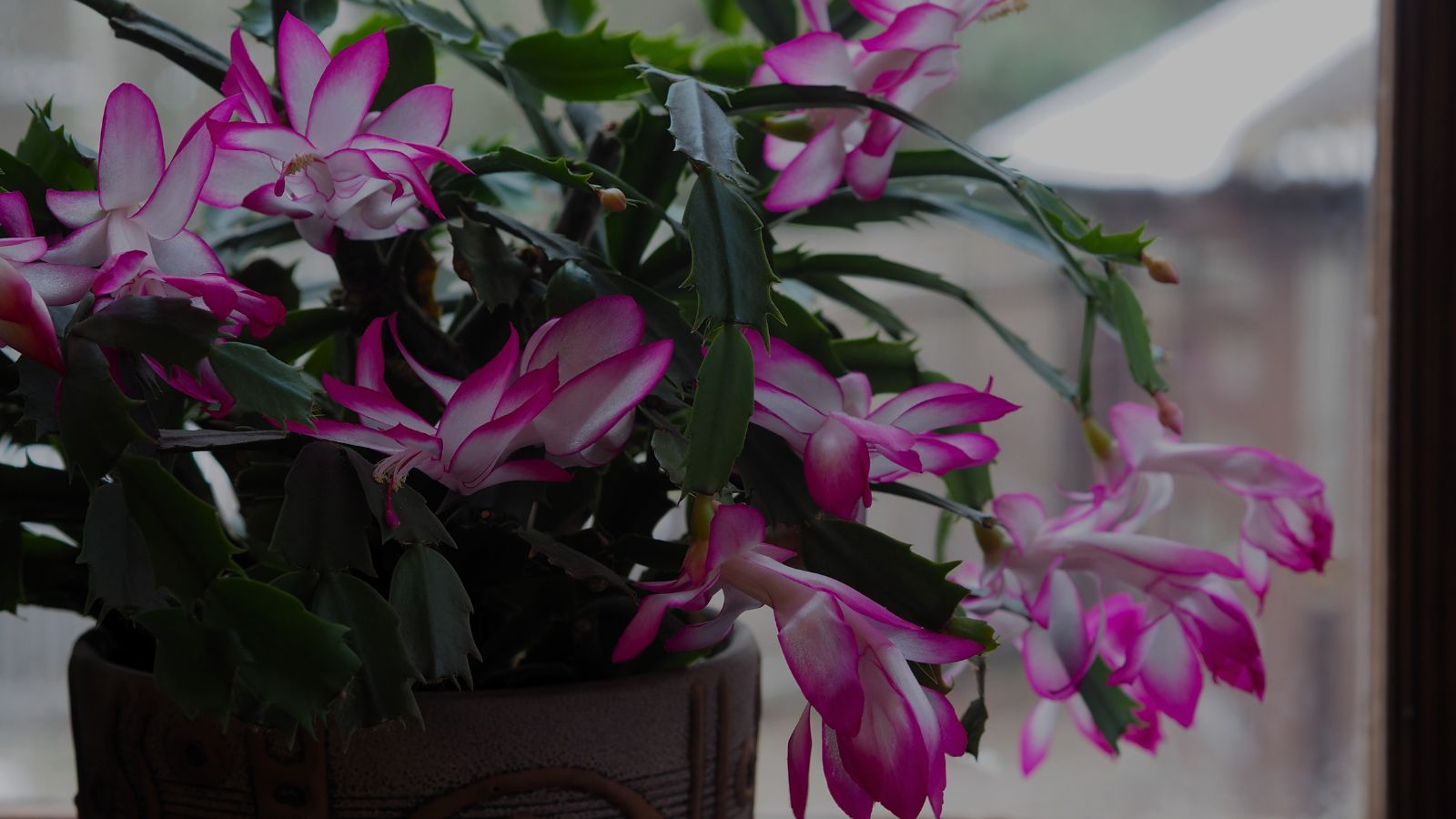 A close-up shot of a composition of vibrant pink colored flowers alongside flat green foliage of a succulent plant, placed near a windowsill at night