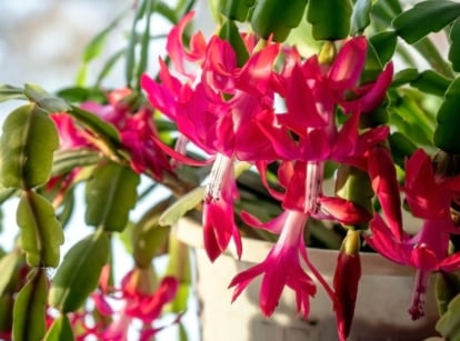 A close-up shot of a composition of vibrant pink colored flowers alongside flat green segmented stem of a succulent plant, showcasing collect christmas cactus types