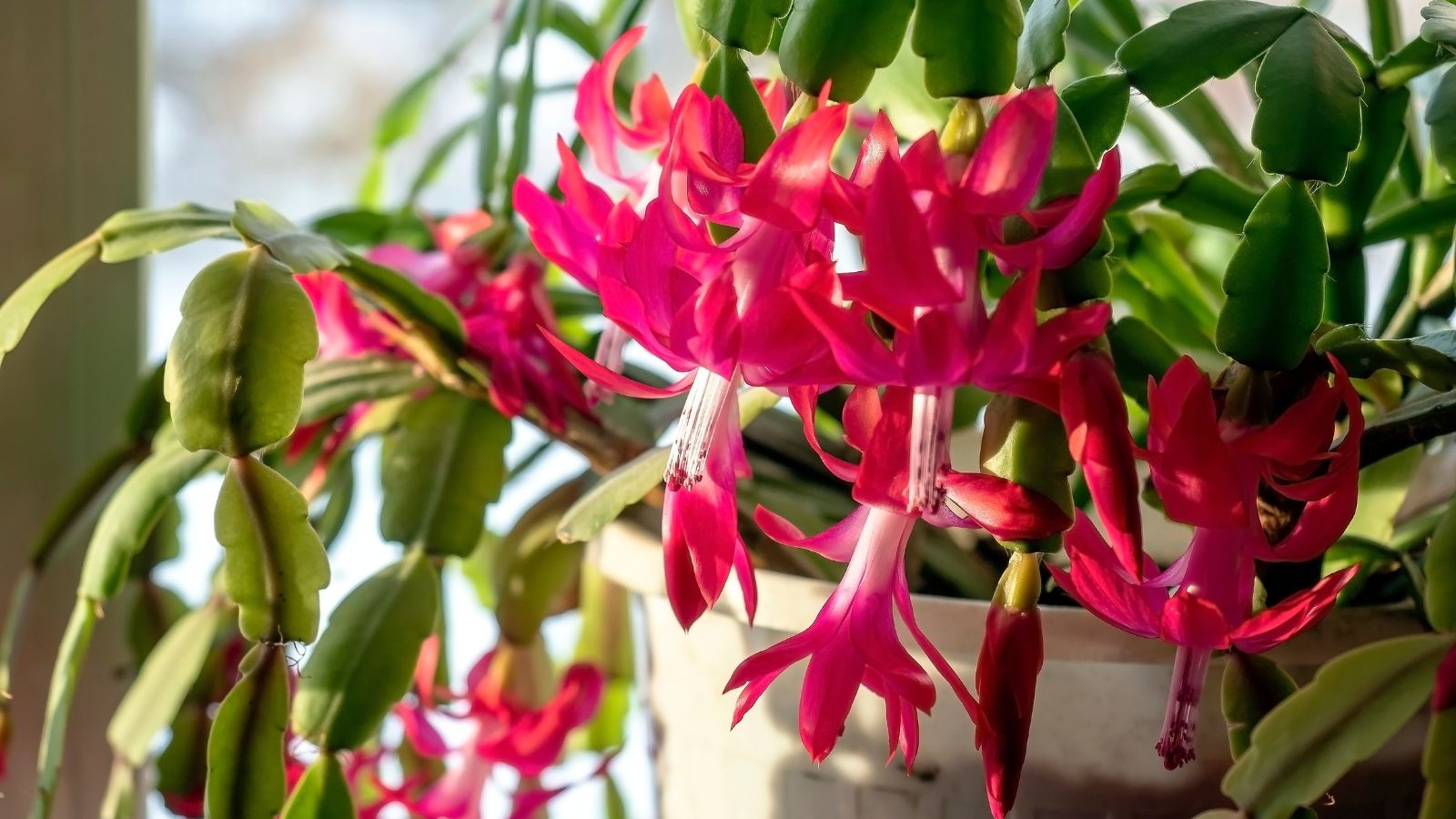 6 Christmas Cactus Types Worth Collecting