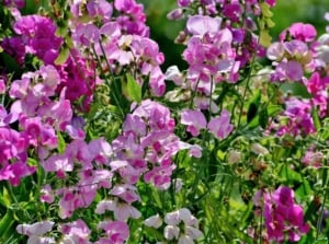 Close up of vibrant pink and white colored blooms on slender stems showcasing flower seeds to start in December.