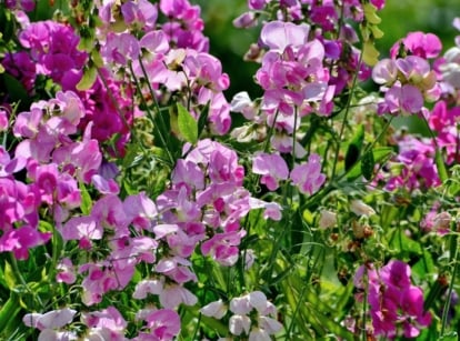 Close up of vibrant pink and white colored blooms on slender stems showcasing flower seeds to start in December.