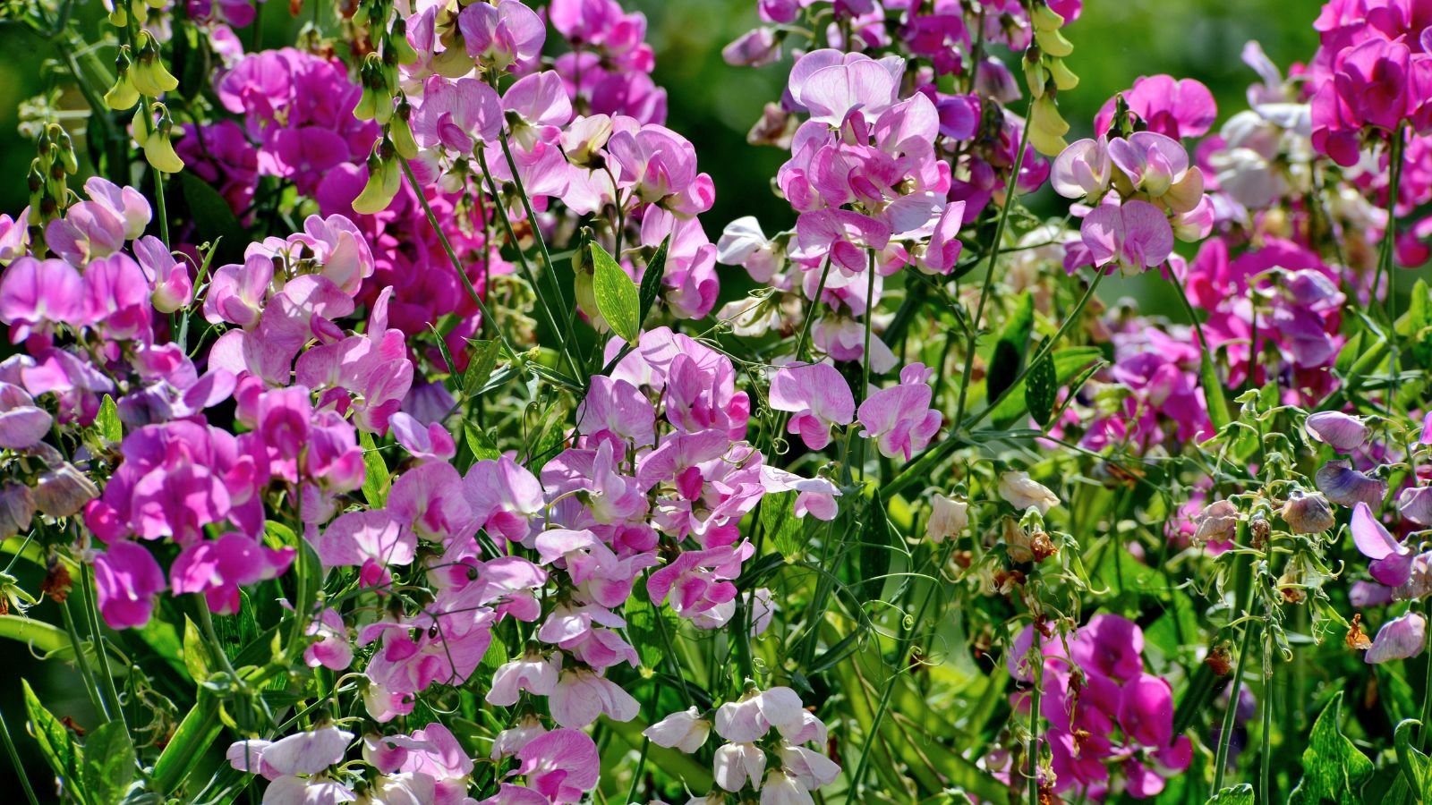 9 Flower Seeds to Start in December