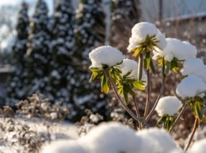 A close-up shot of a developing plant, covered in snow, basking in bright sunlight, showcasing beginner winter gardening