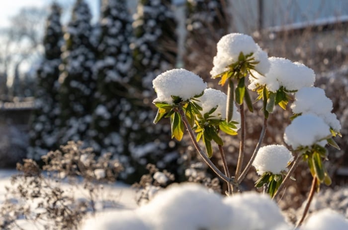 A close-up shot of a developing plant, covered in snow, basking in bright sunlight, showcasing beginner winter gardening