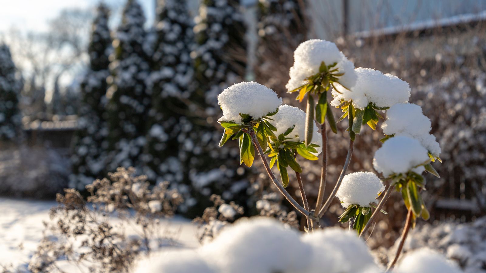 A Beginner’s Guide to Winter Gardening