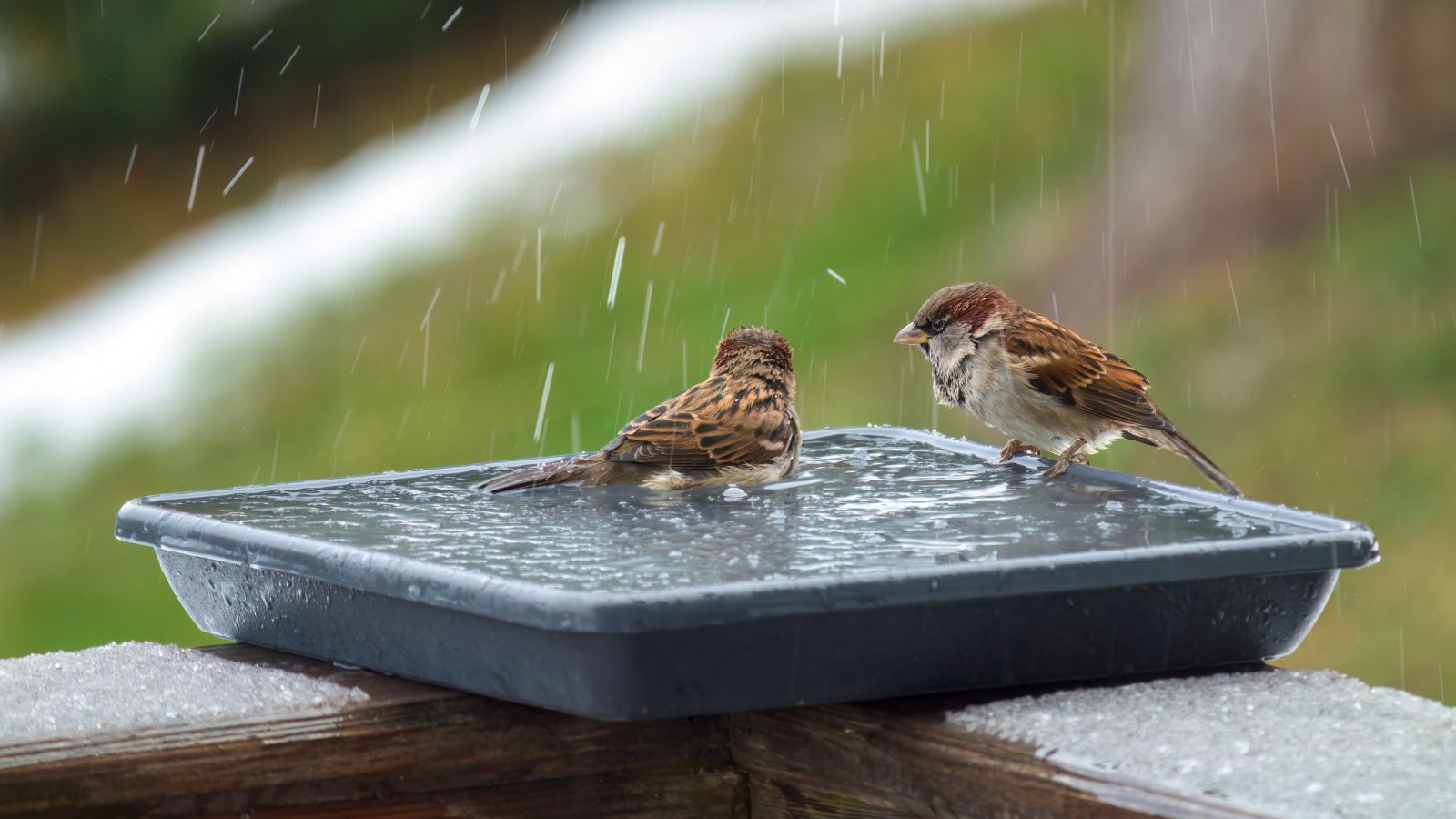 A close-up shot of a flat black container filled with water with several sparrows bathing, all placed in a well lit area outdoors during the frost