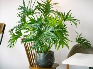A close-up shot of a large and tall green colored foliage of a houseplant, placed on a black pot, showcasing how to grow split leaf philodendron in containers