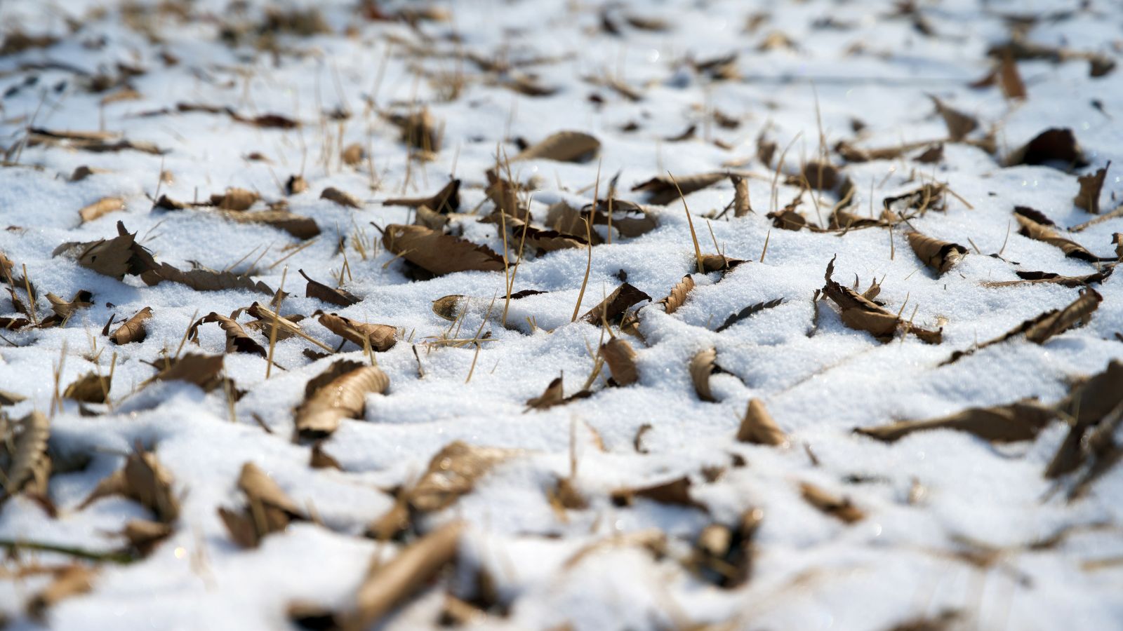A close-up shot of a large composition of fallen leaves piled up and covered in snow, all situated in a well lit area outdoors