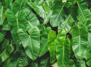 A close-up shot of a large composition of green colored houseplants, developing on a wall, showcasing how to plant philodendron vertical wall