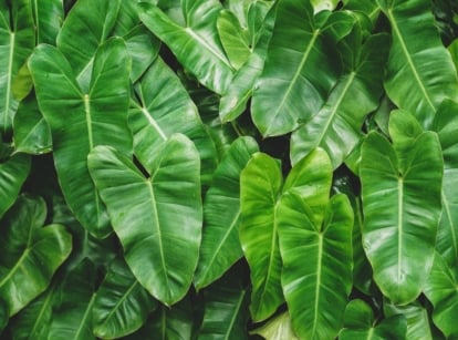 A close-up shot of a large composition of green colored houseplants, developing on a wall, showcasing how to plant philodendron vertical wall