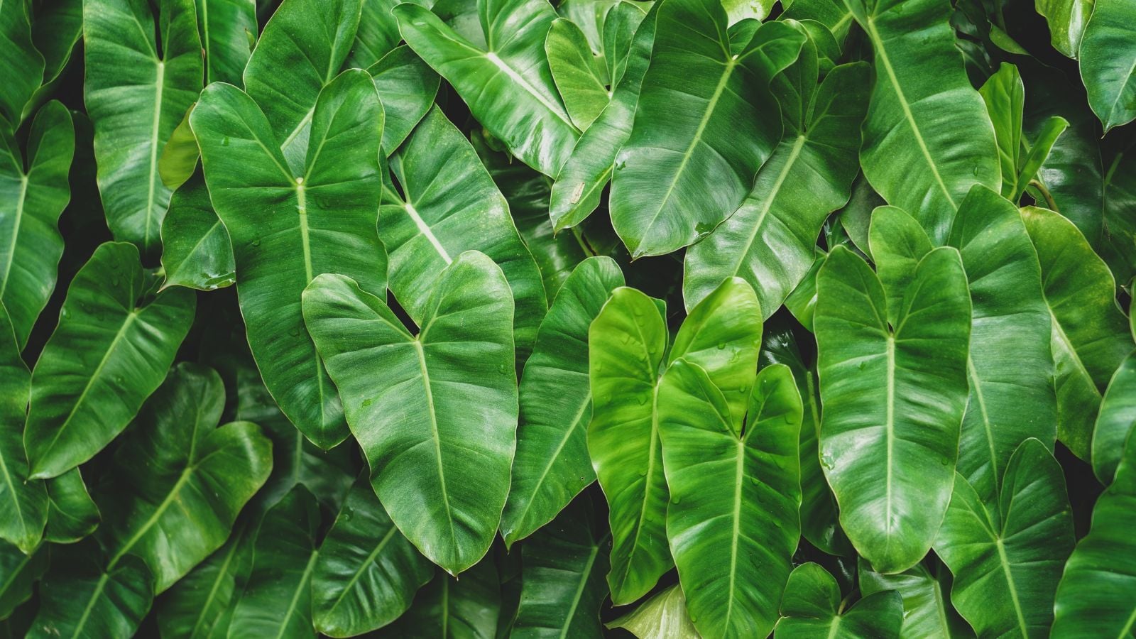 A close-up shot of a large composition of green colored houseplants, developing on a wall, showcasing how to plant philodendron vertical wall