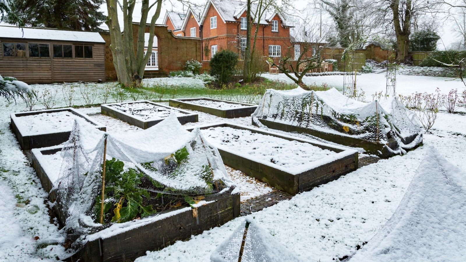 A close-up shot of a large composition of raised beds with several developing crops, all covered in snow. in a well lit area outdoors