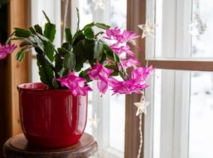 A close-up shot of a potted succulent plant, placed near a window indoors, showcasing thanksgiving cactus lighting trick