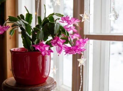 A close-up shot of a potted succulent plant, placed near a window indoors, showcasing thanksgiving cactus lighting trick