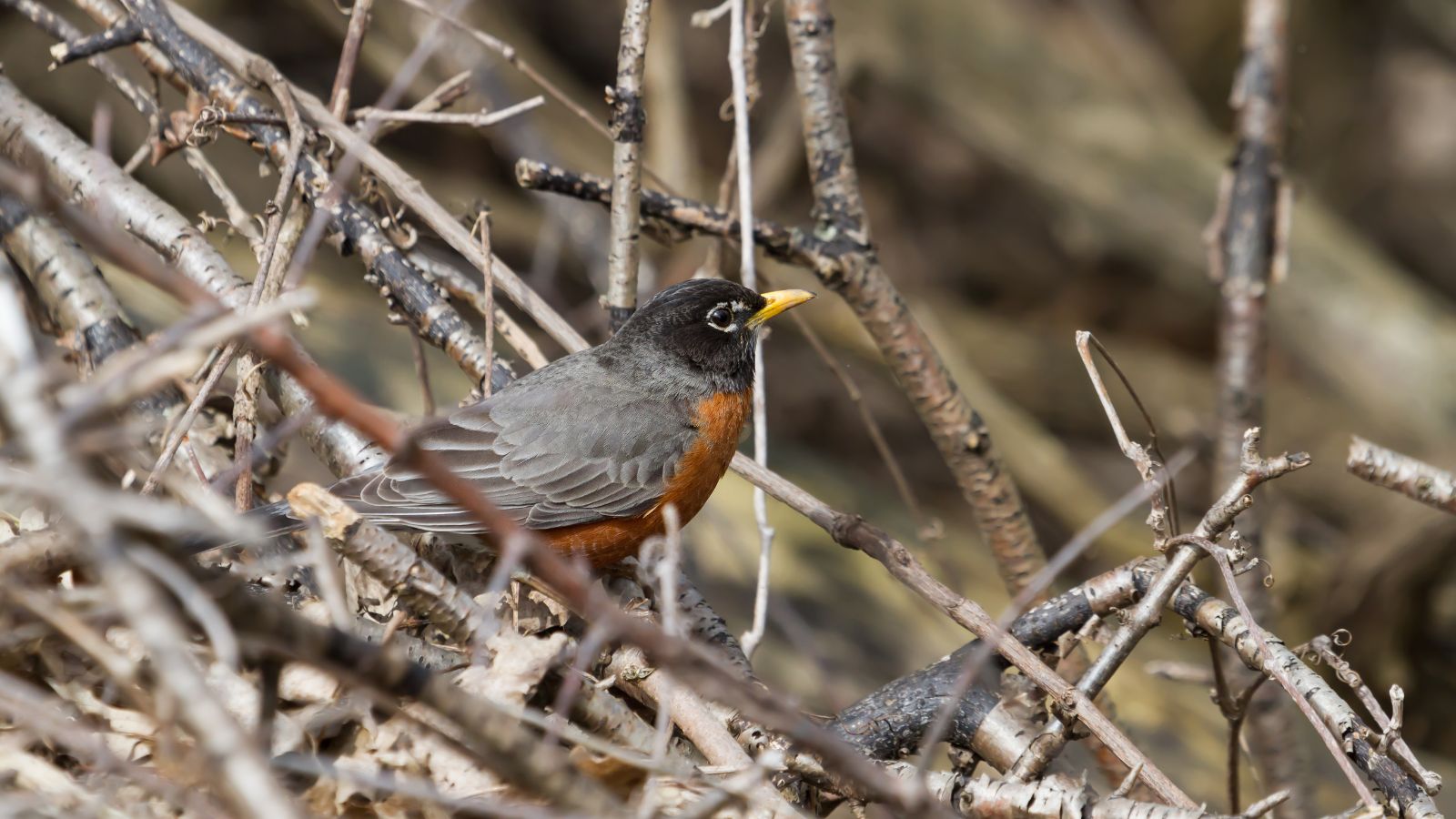 A close-up shot of a robin perched on top of a pile of dead branches during the frost, all situated in a well lit area outdoors