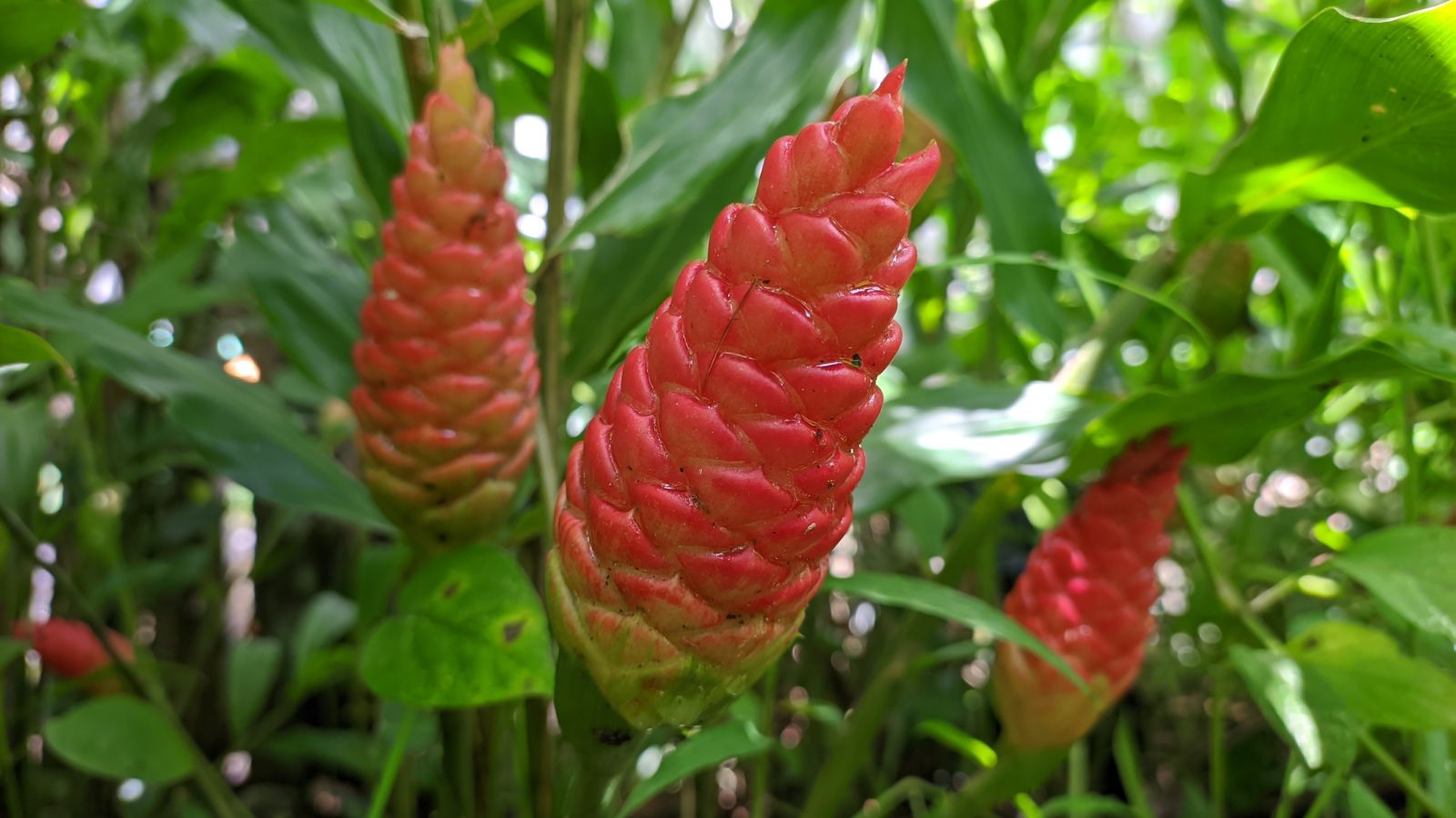 A close-up shot of a small composition of conical, vibrant red colored flowers atop sturdy stems, all situated in a well lit area outdoors