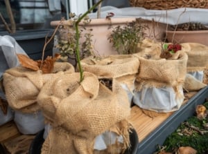 A close-up shot of a small composition of potted plants, showcasing how to protect potted plants cold