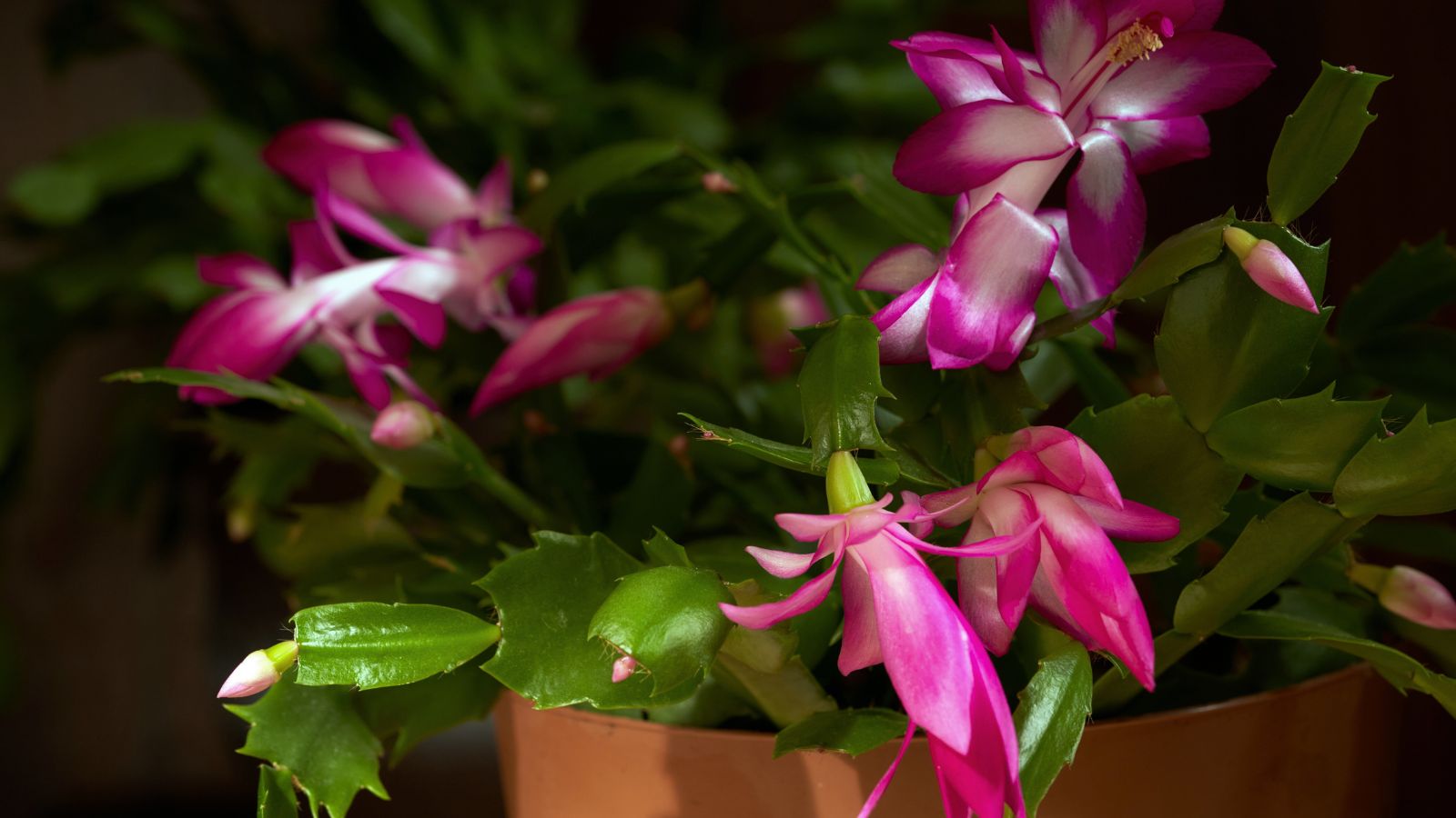 A close-up shot of a small composition of vibrant pink colored flowers alongside flat green foliage indoors