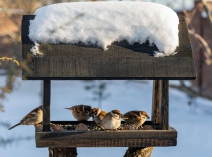A close-up shot of a small wooden birdhouse covered in snow, sheltering several small birds, showcasing garden winter birds