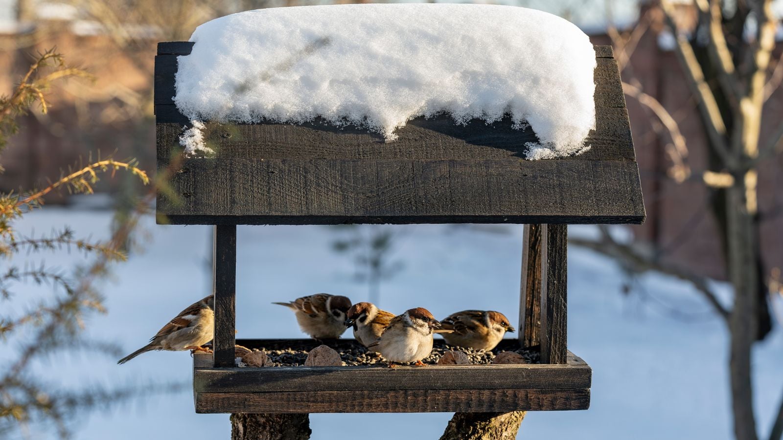 A close-up shot of a small wooden birdhouse covered in snow, sheltering several small birds, showcasing garden winter birds
