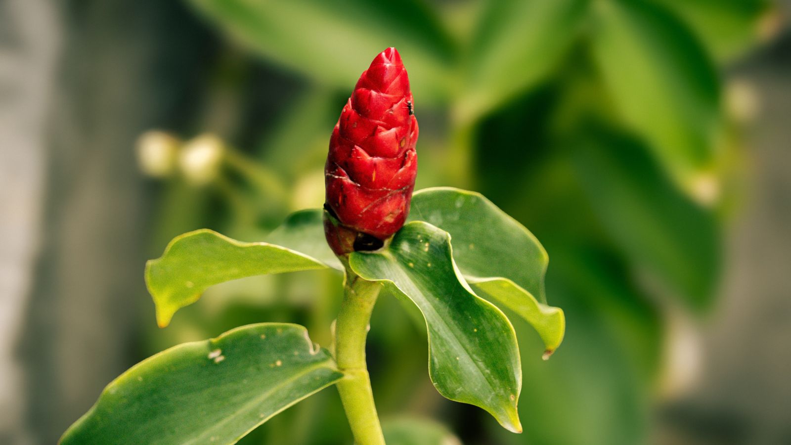 A close-up shot of a vibrant red colored flower atop a sturdy green stem alongside green foliage in a well lit area