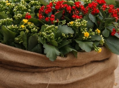 A close-up shot of composition of potted flowers and its foliage, with the pot covered in a sack, showcasing wrap plants burlap winter